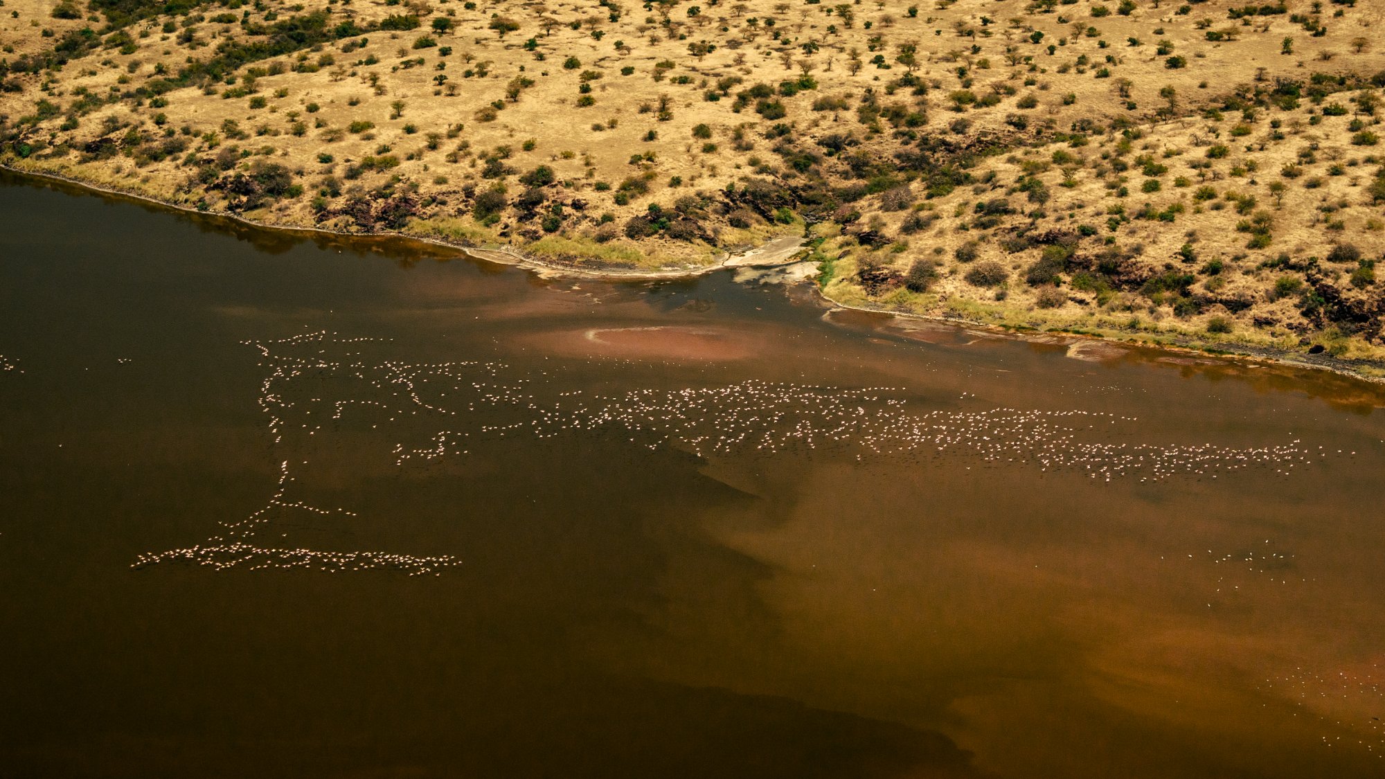 Flamingos · Lake · Aerial