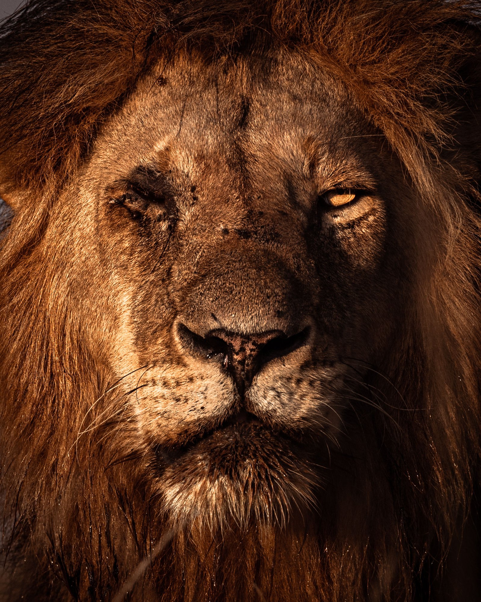 Lion · Portrait