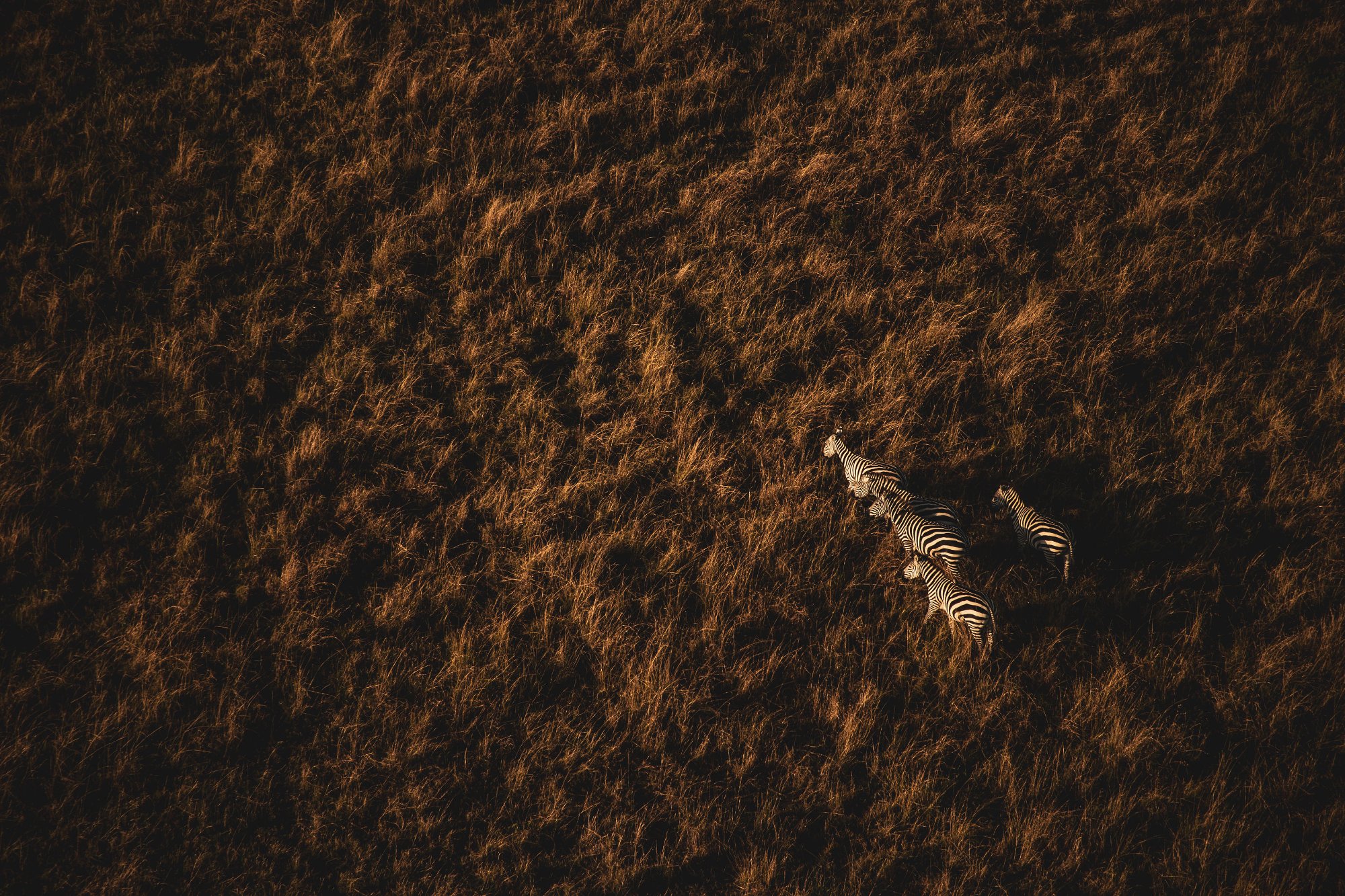 Zebras · Aerial