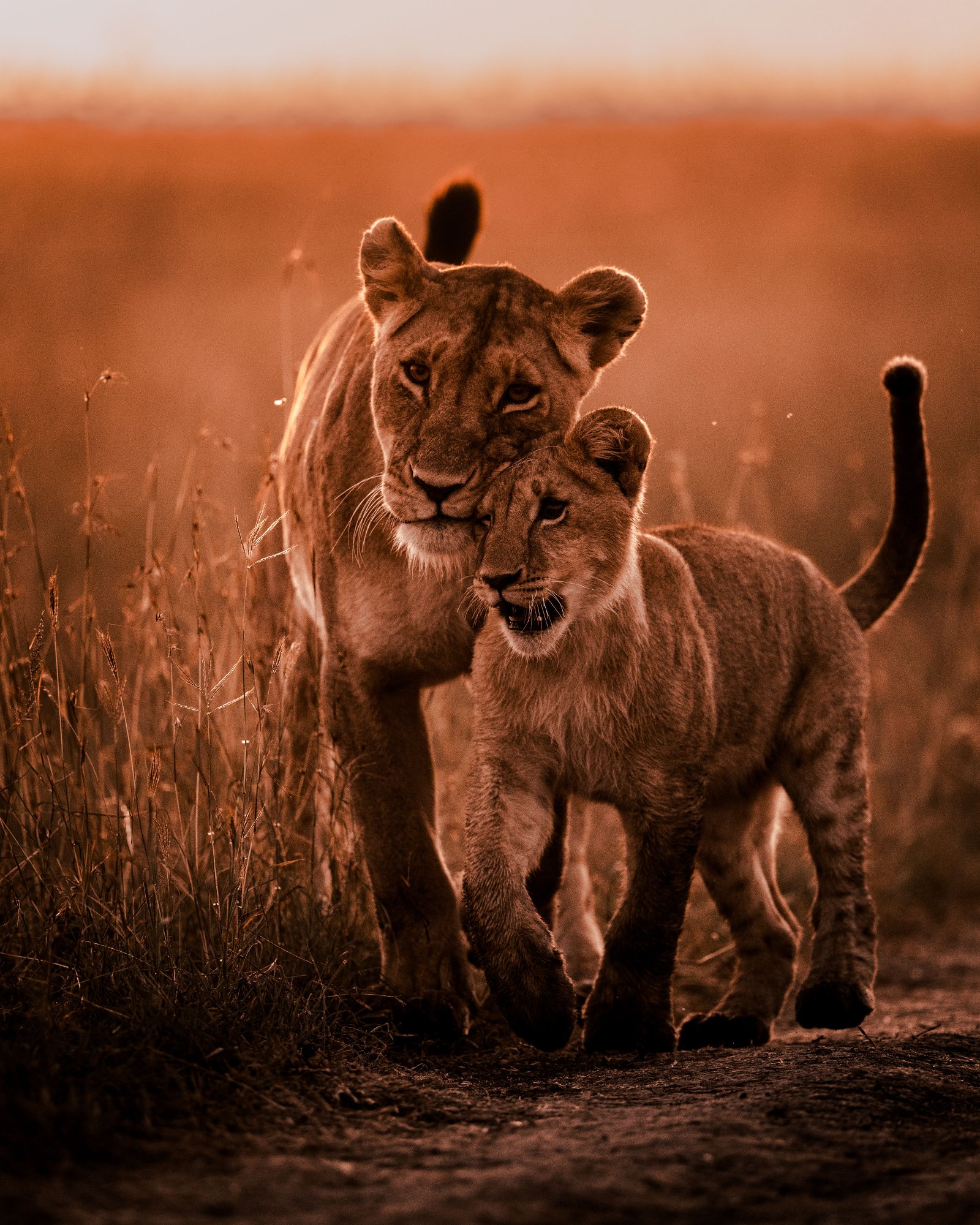 Lioness & Cub · Sunset