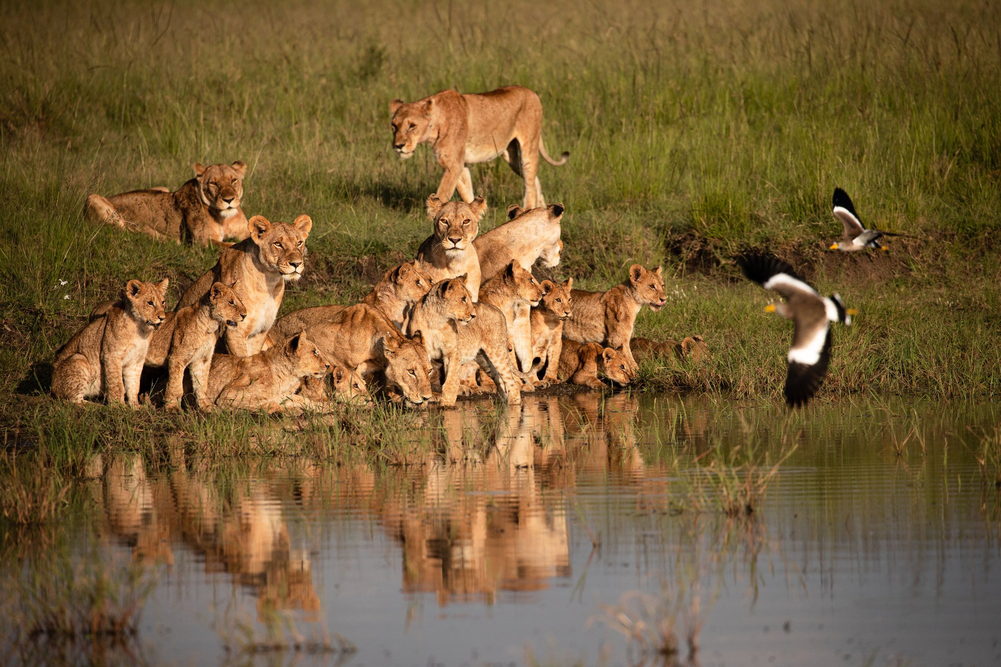 Lion Pride · Waterhole