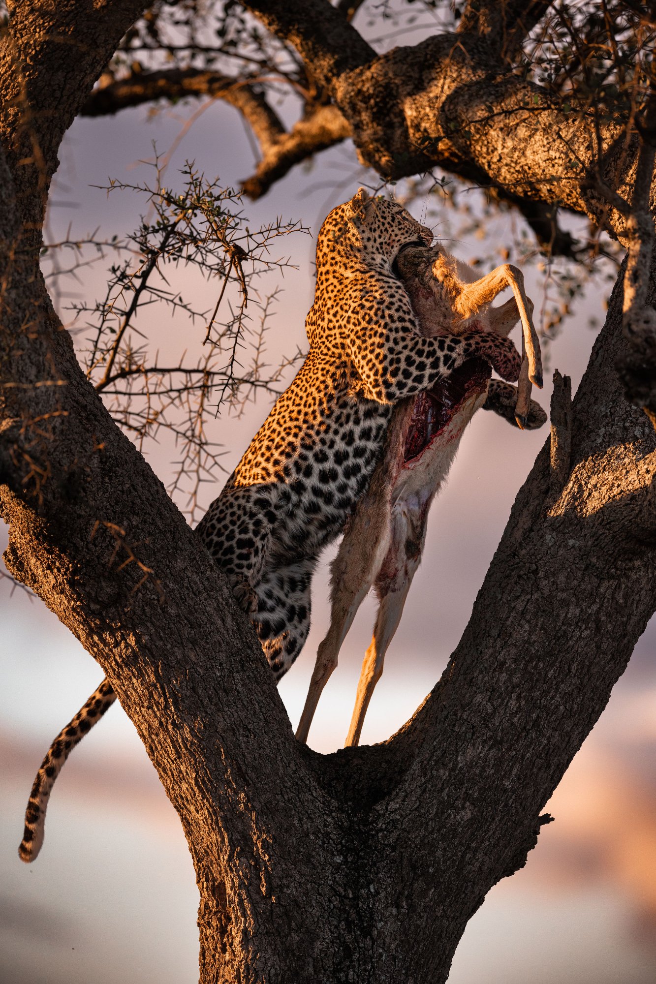 Leopard · Kill · Tree