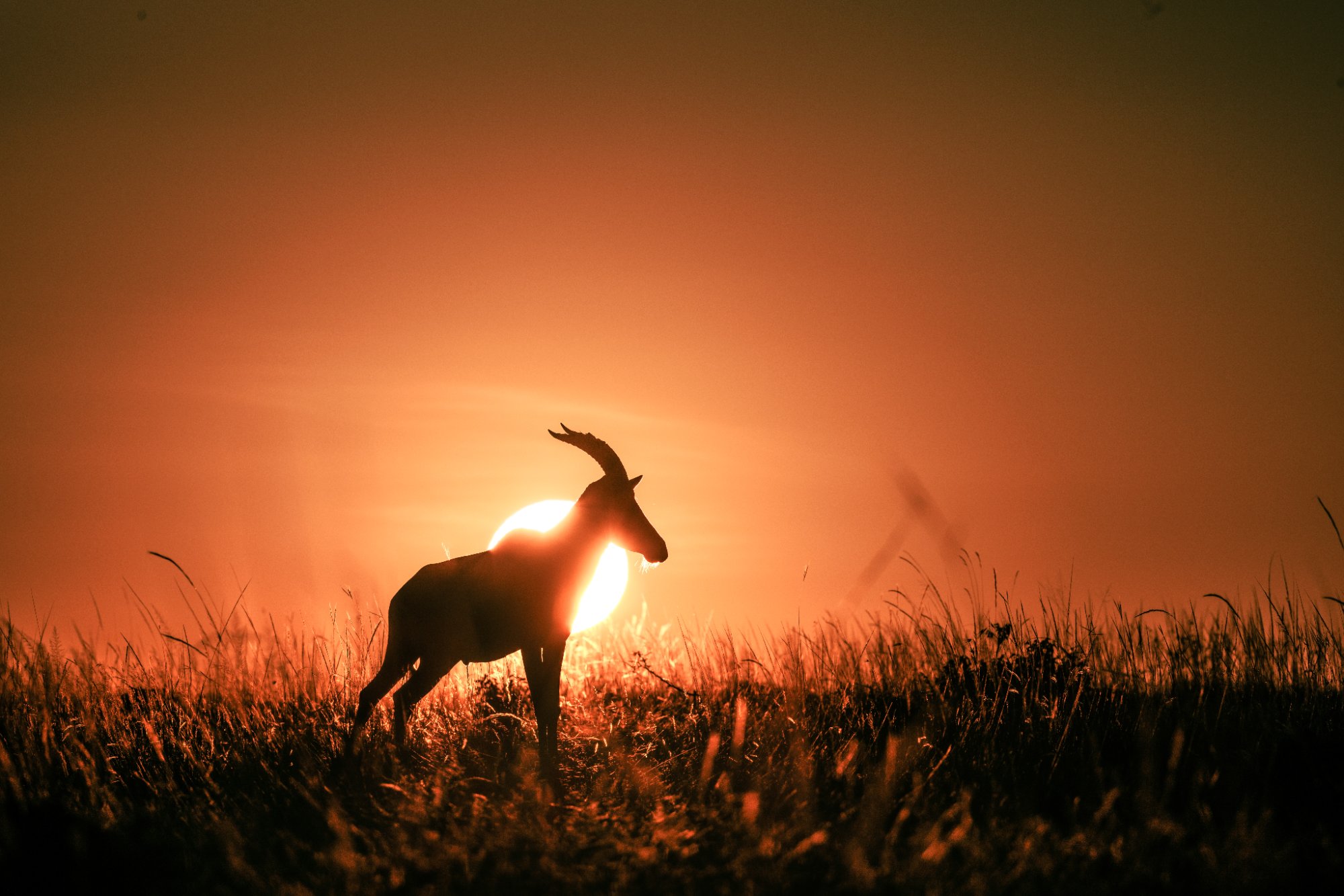 Topi · Sunset · Mara