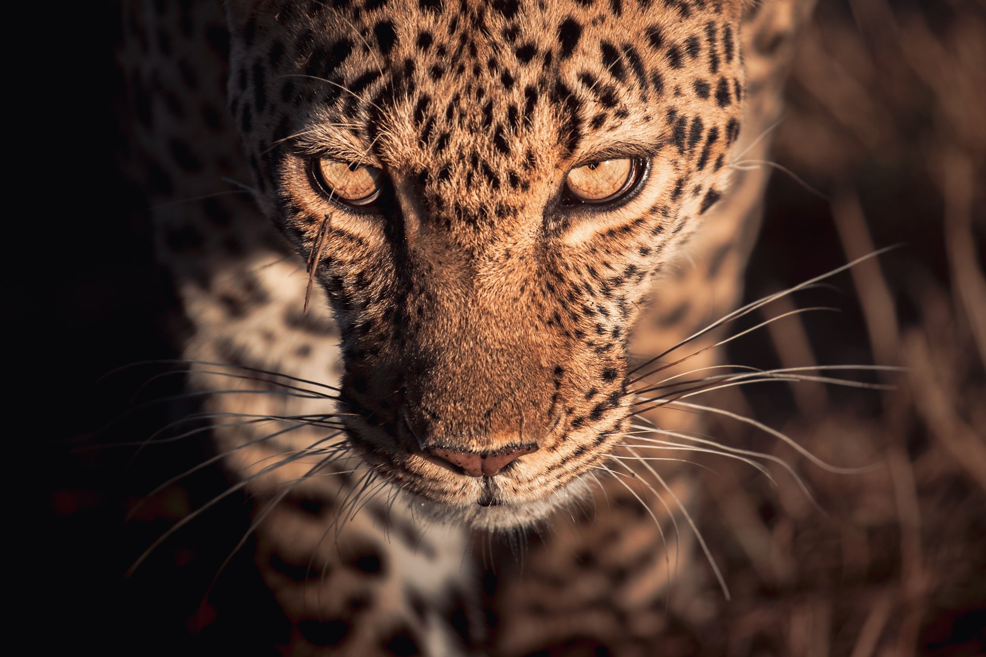 Leopard · Close Up