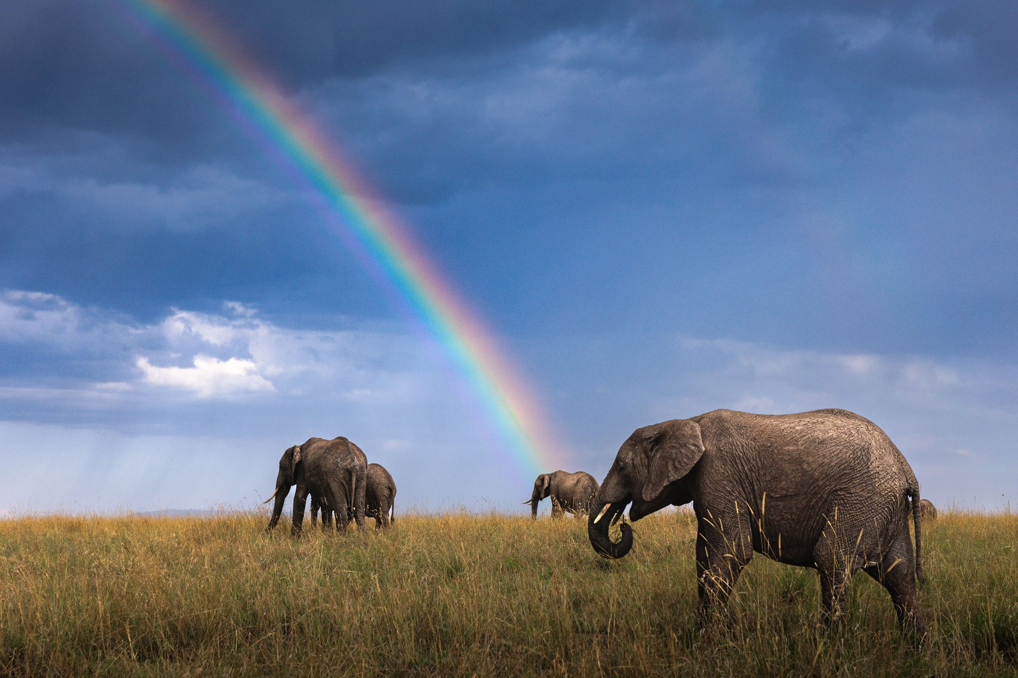 Elephants · Rainbow