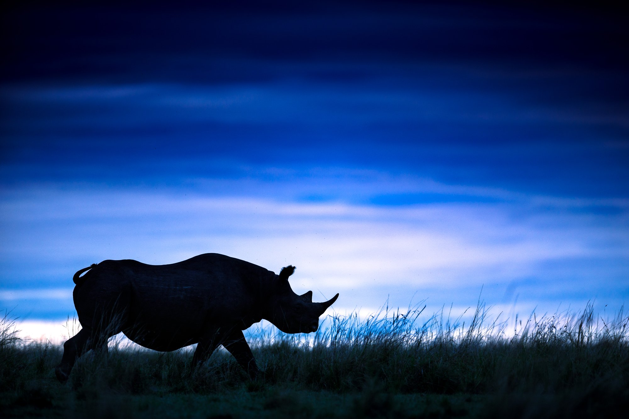 Rhino · Silhouette · Night