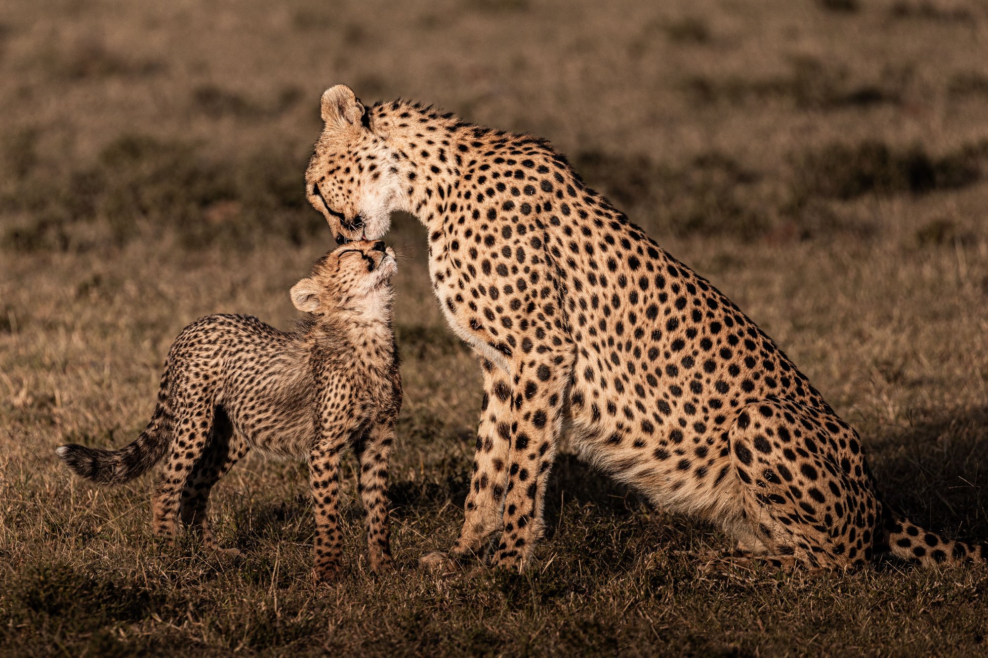 Cheetah & Cub · Mara