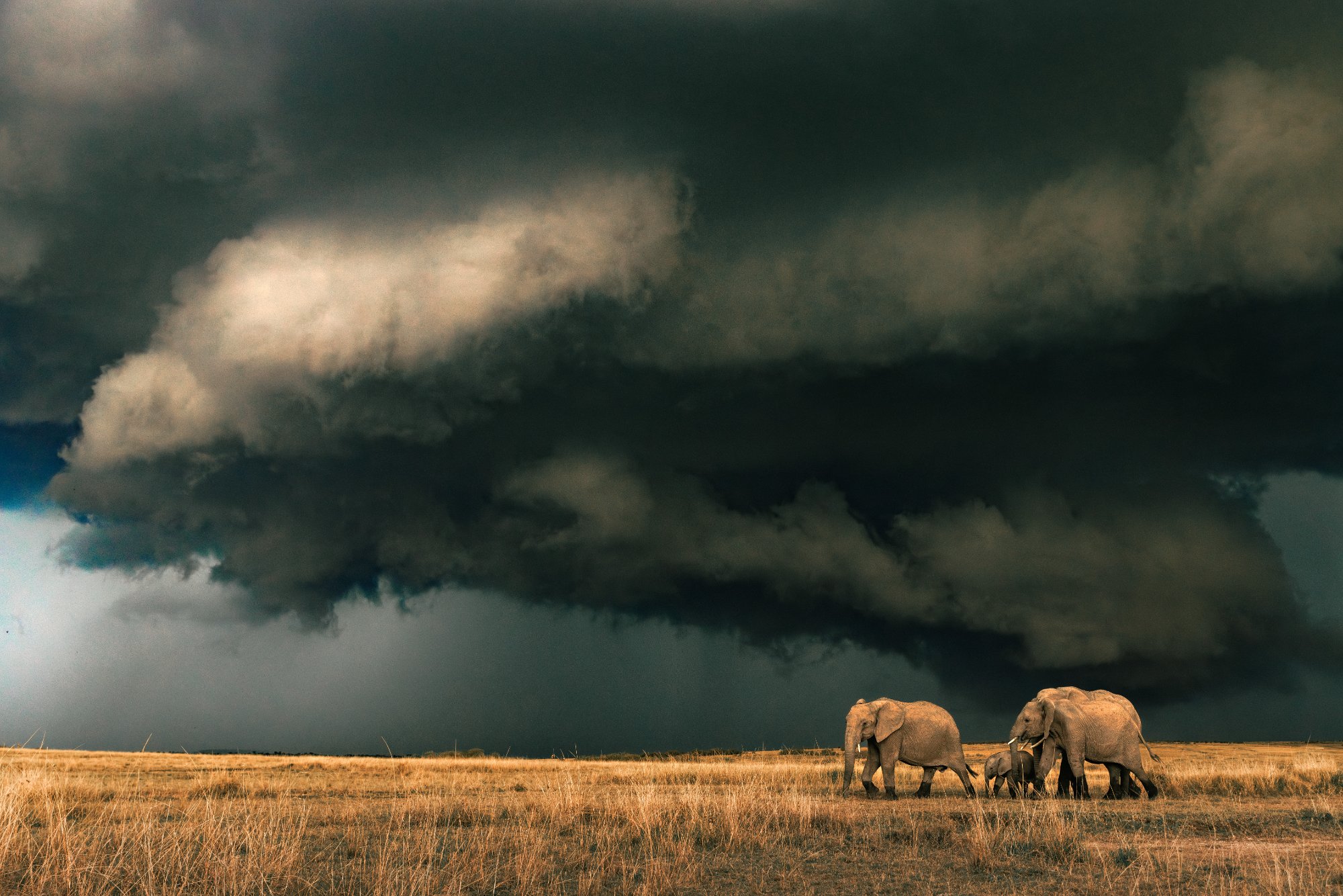 Elephants · Storm · Mara