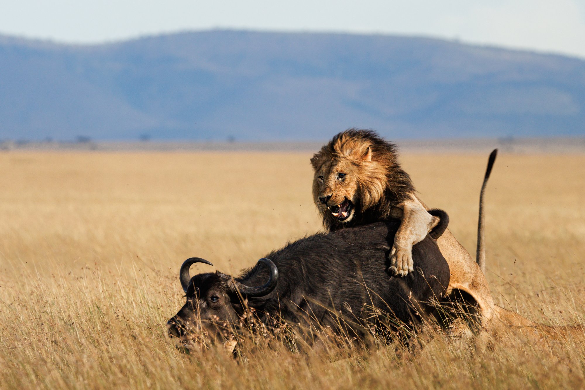 Lion · Buffalo Kill