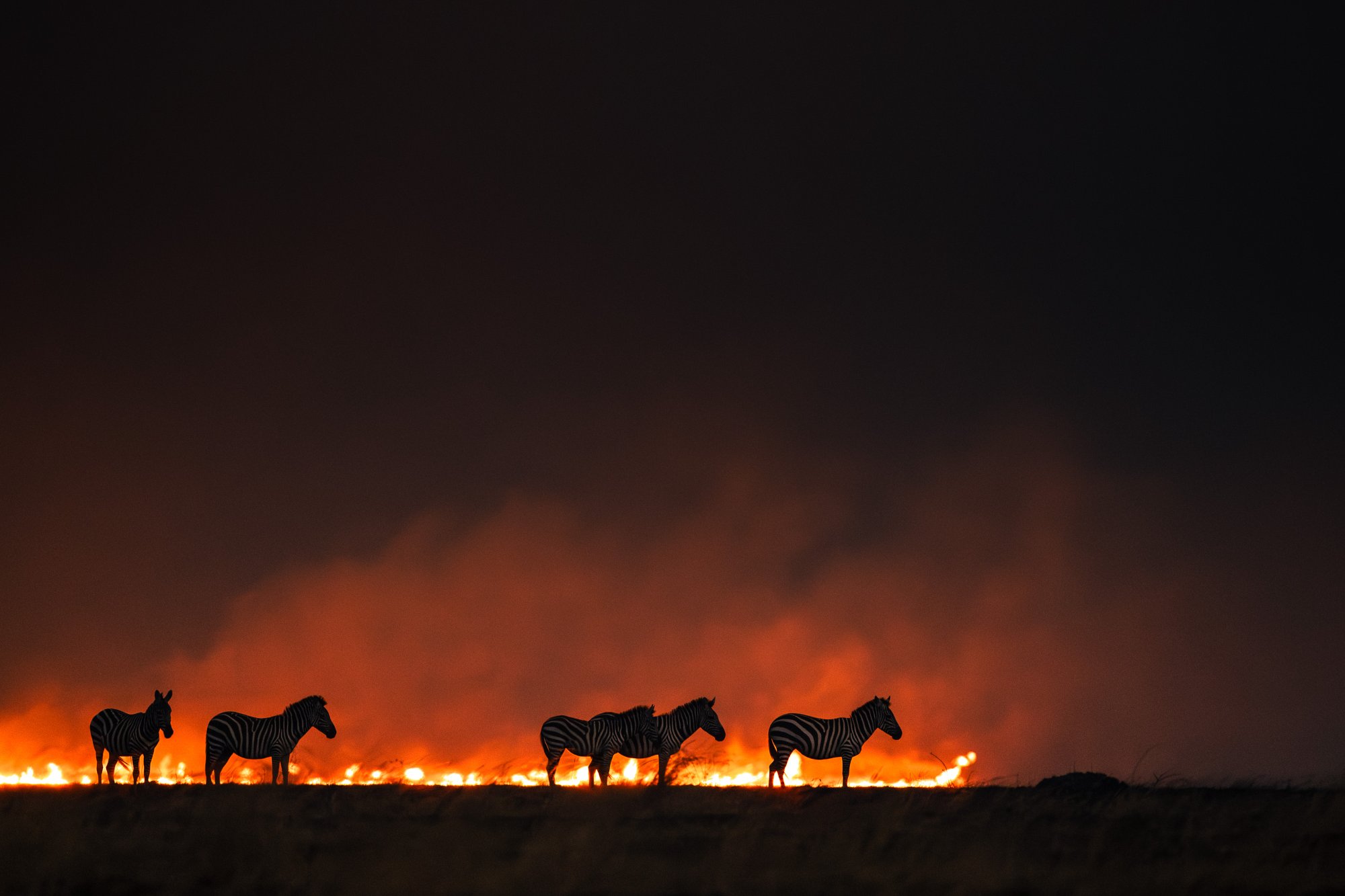 Zebras · Wildfire