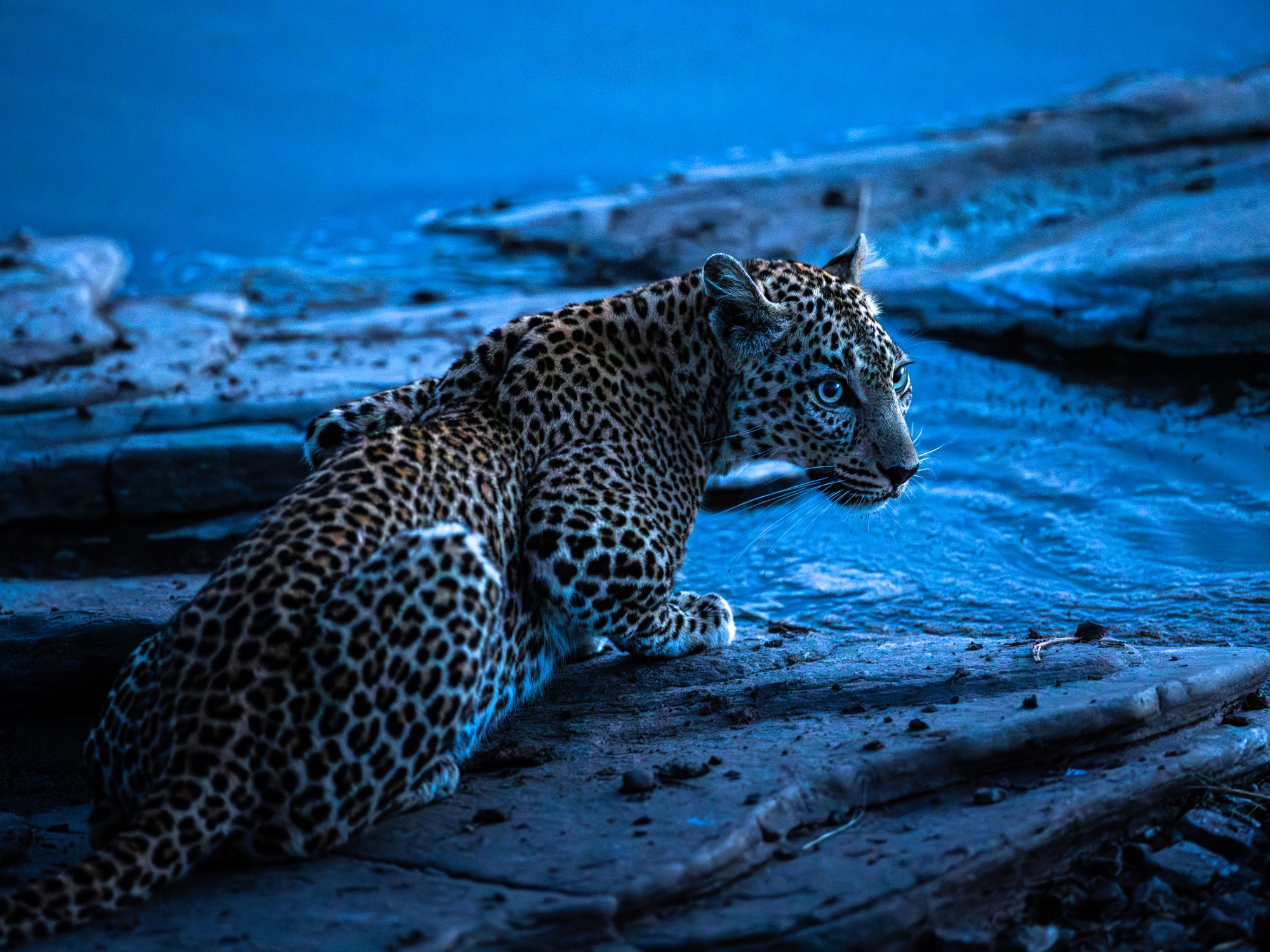 Leopard · Blue Hour
