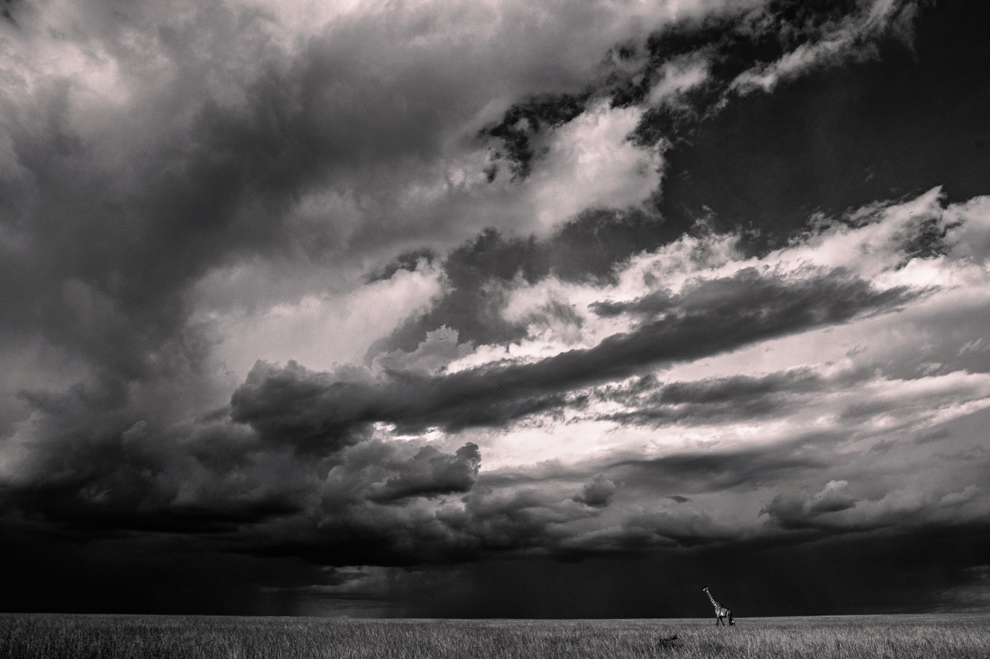 Giraffe · Storm · B&W