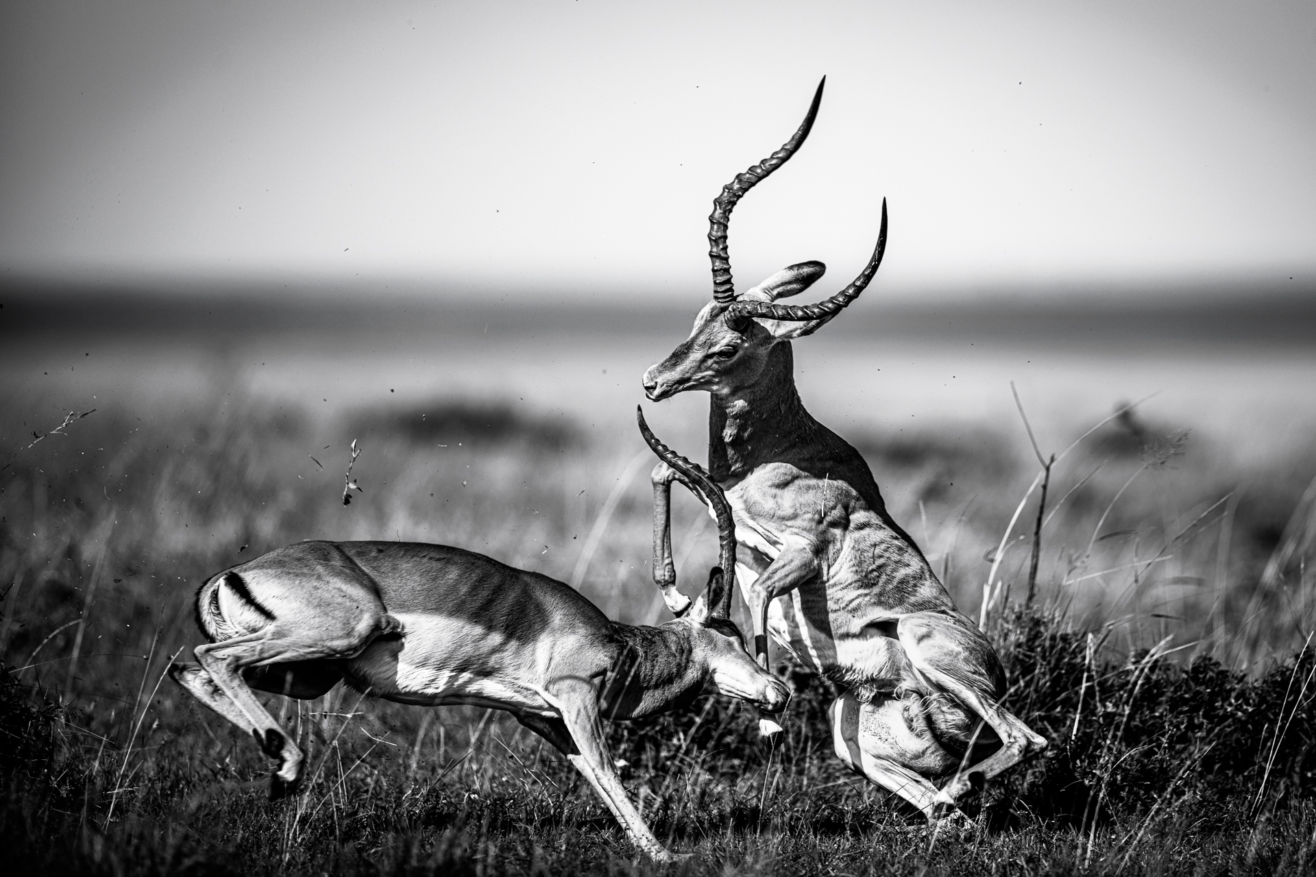 Impala Fight · B&W